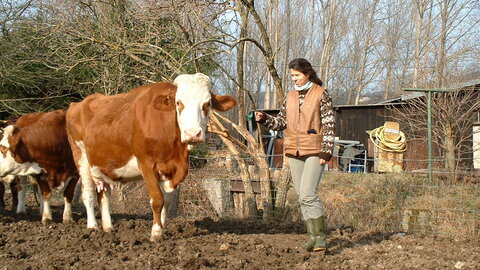 Eine Forscherin mit Rindern auf einem Feld