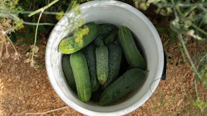 A bucket with freshly harvested cucumbers in a field