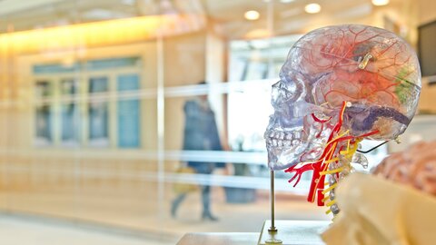 Skulptur eines durchsichtigen menschlichen Schädels in einem Museum 