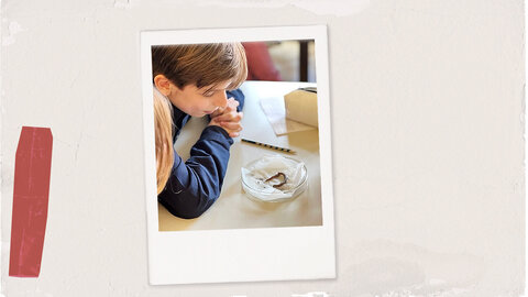 Pupil observes behaviour of an earth worm during school lesson