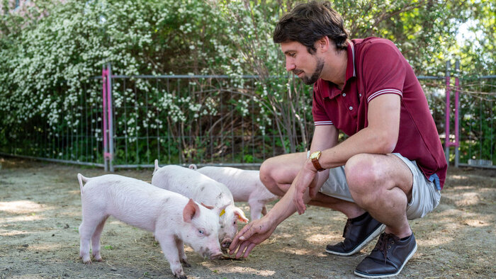 Tierforscher Jean-Loup Rault streichelt Schweine