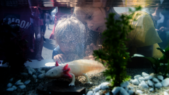 Kinder schauen staunend in ein Aquarium mit einem Axolotl